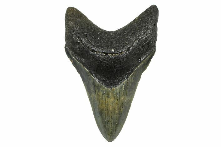 Serrated, Fossil Megalodon Tooth - North Carolina #378100